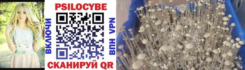 Псилоцибиновые грибы Cubensis  omg tor  Краснокаменск 